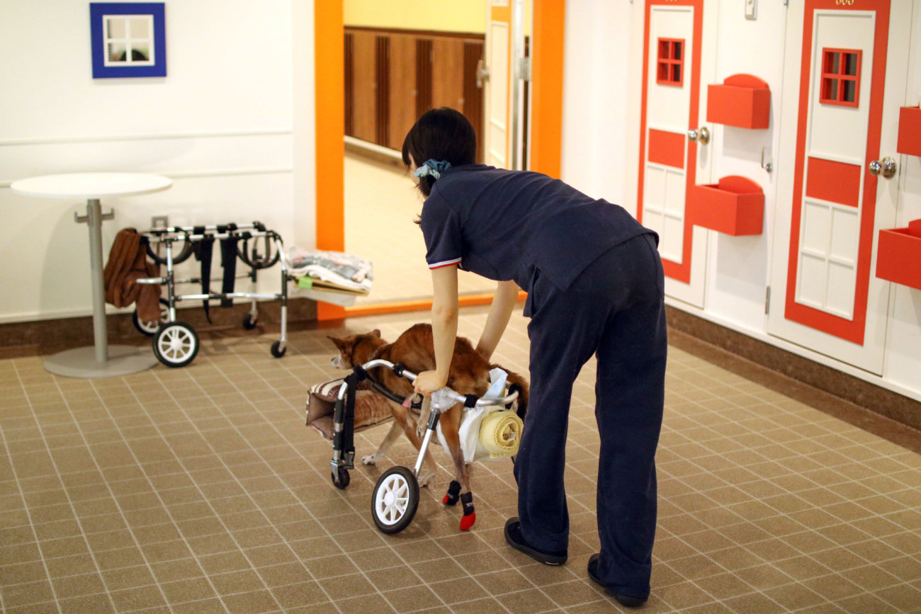 柴犬シニア,ワンコット