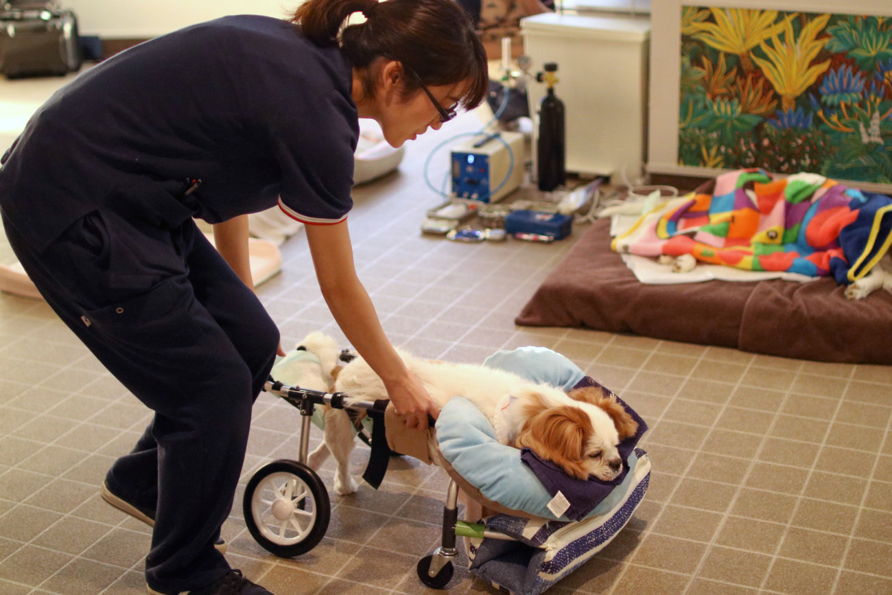 柴犬シニア,ワンコット