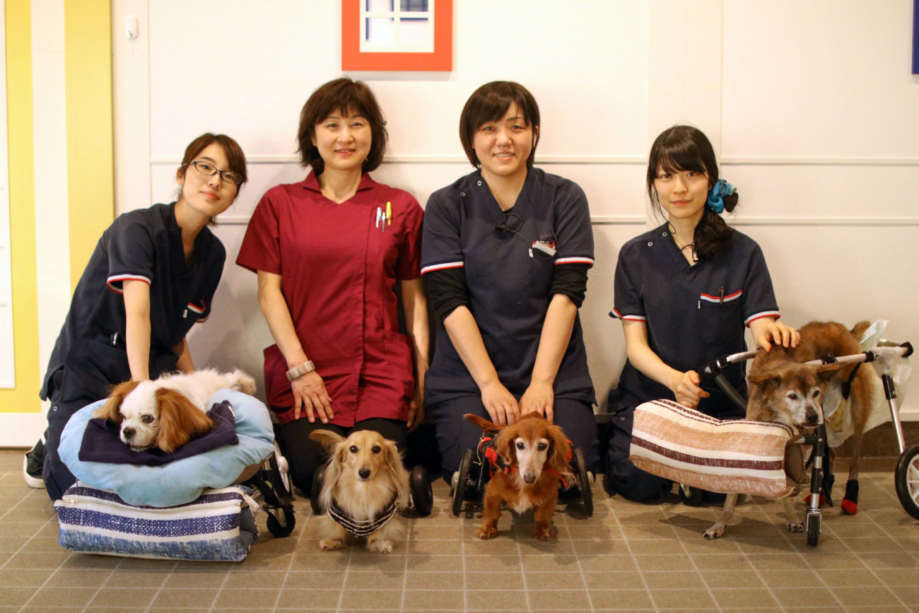 柴犬シニア,ワンコット