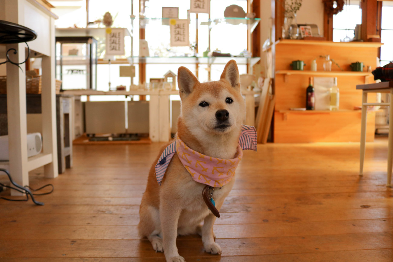 柴犬,カフェ,大磯,サラ