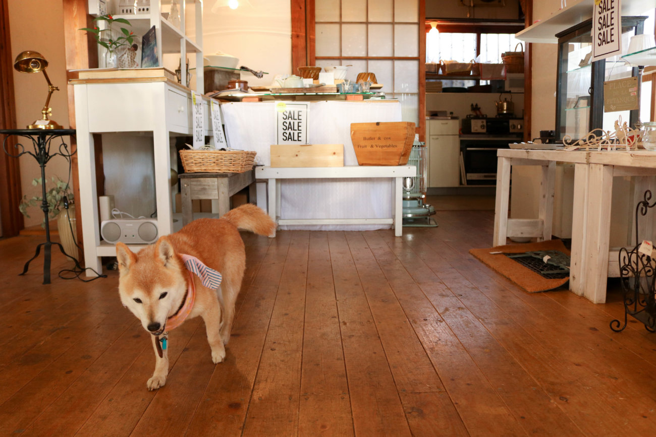 柴犬,カフェ,大磯,ルッコラ