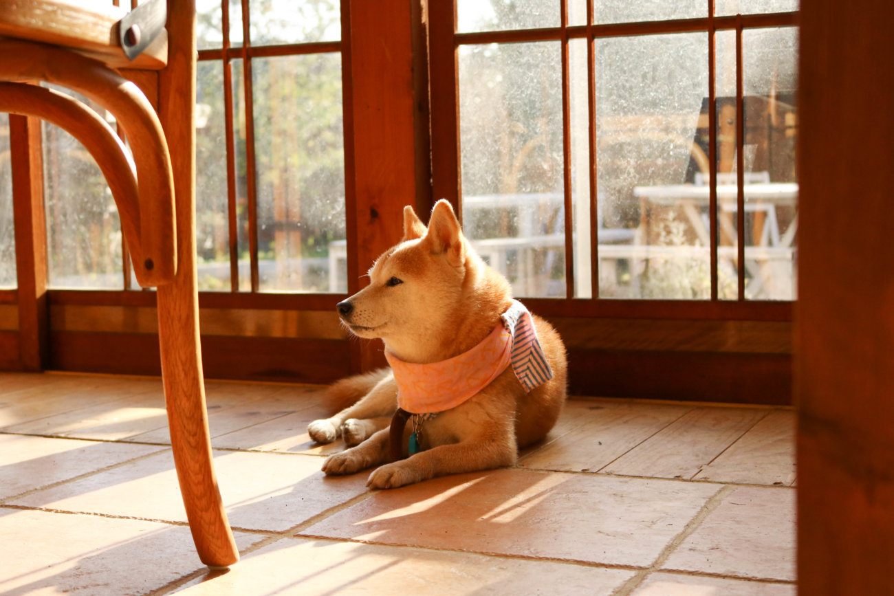 柴犬,カフェ,大磯,ルッコラ