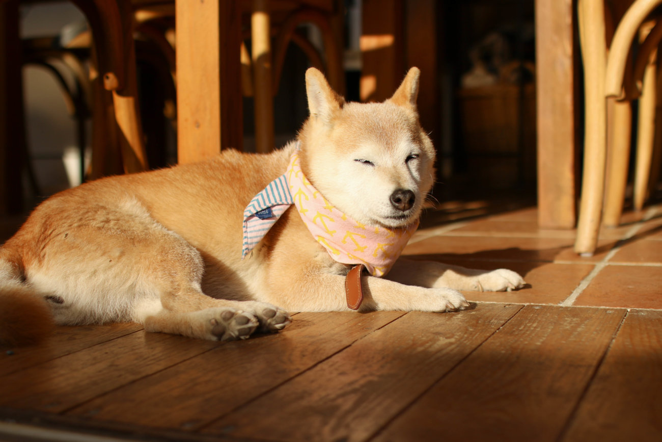 柴犬,カフェ,大磯,ルッコラ