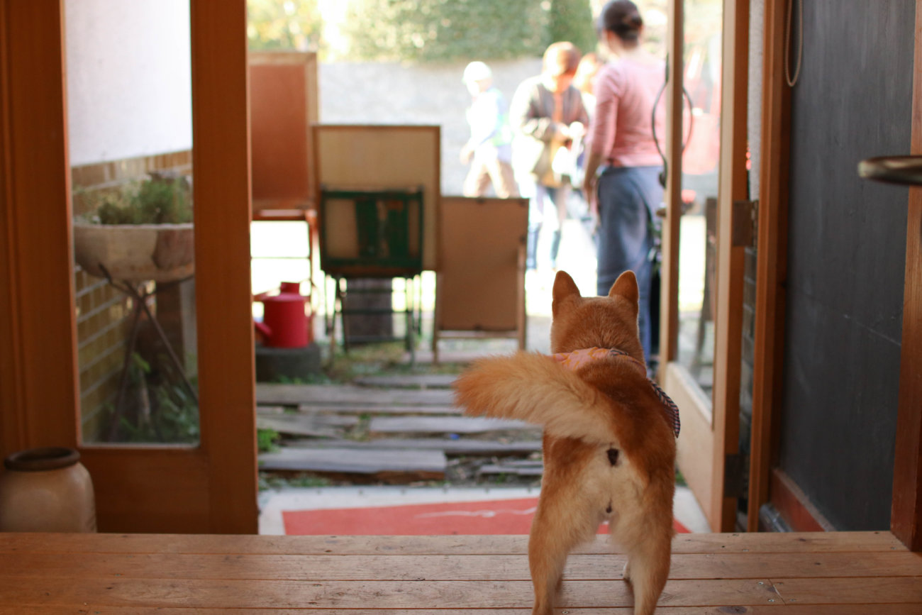 柴犬,カフェ,大磯,ルッコラ
