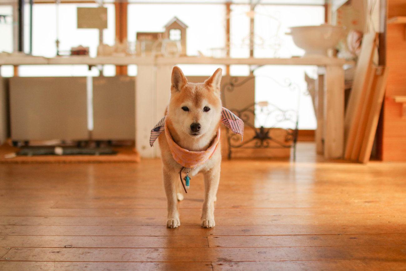 柴犬,カフェ,大磯,ルッコラ