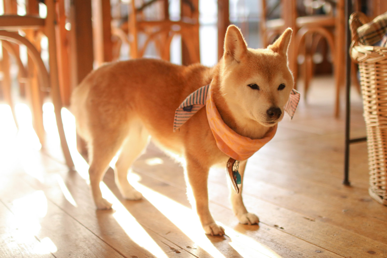 柴犬,カフェ,大磯,ルッコラ
