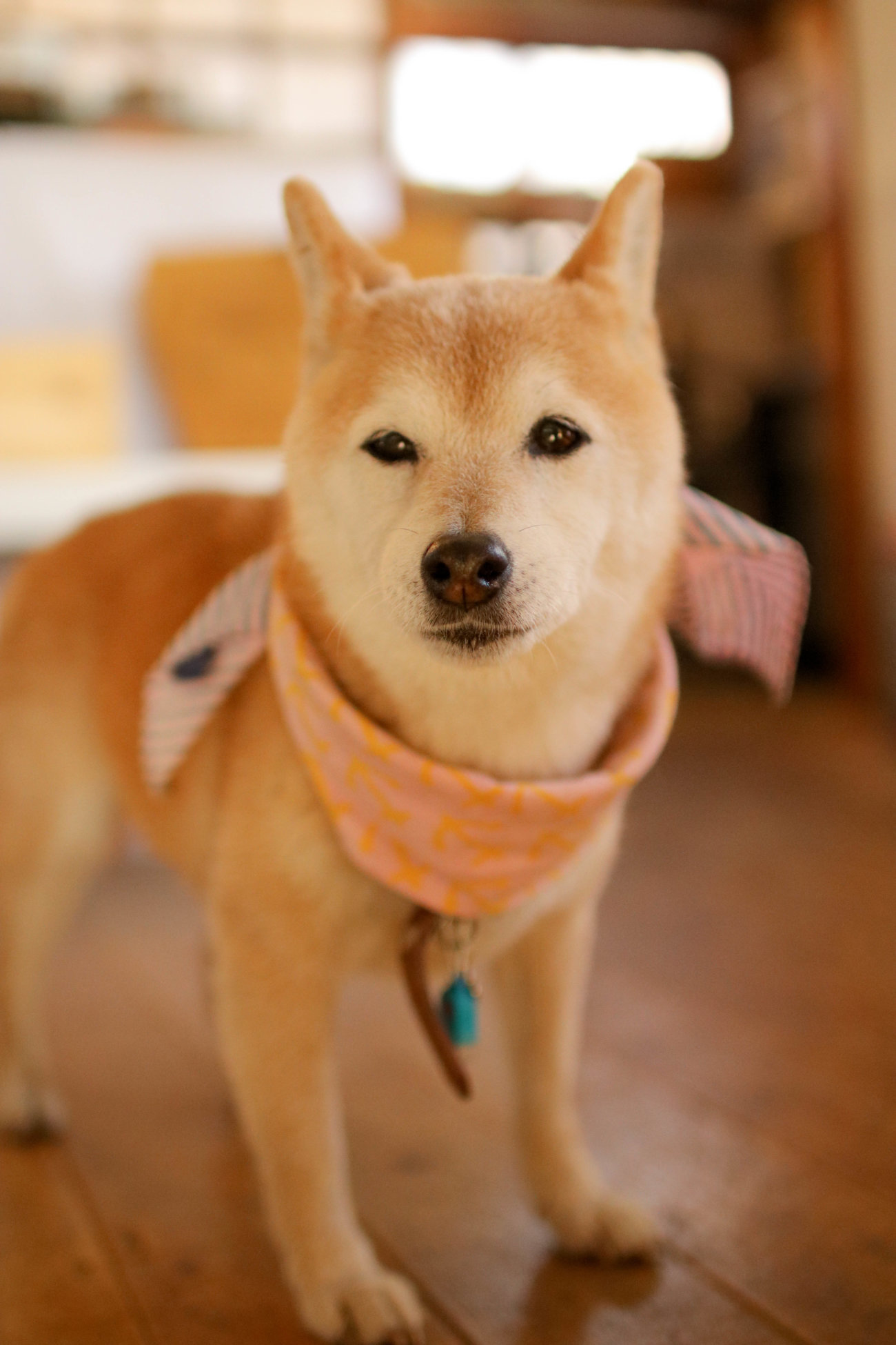 柴犬,カフェ,大磯,ルッコラ
