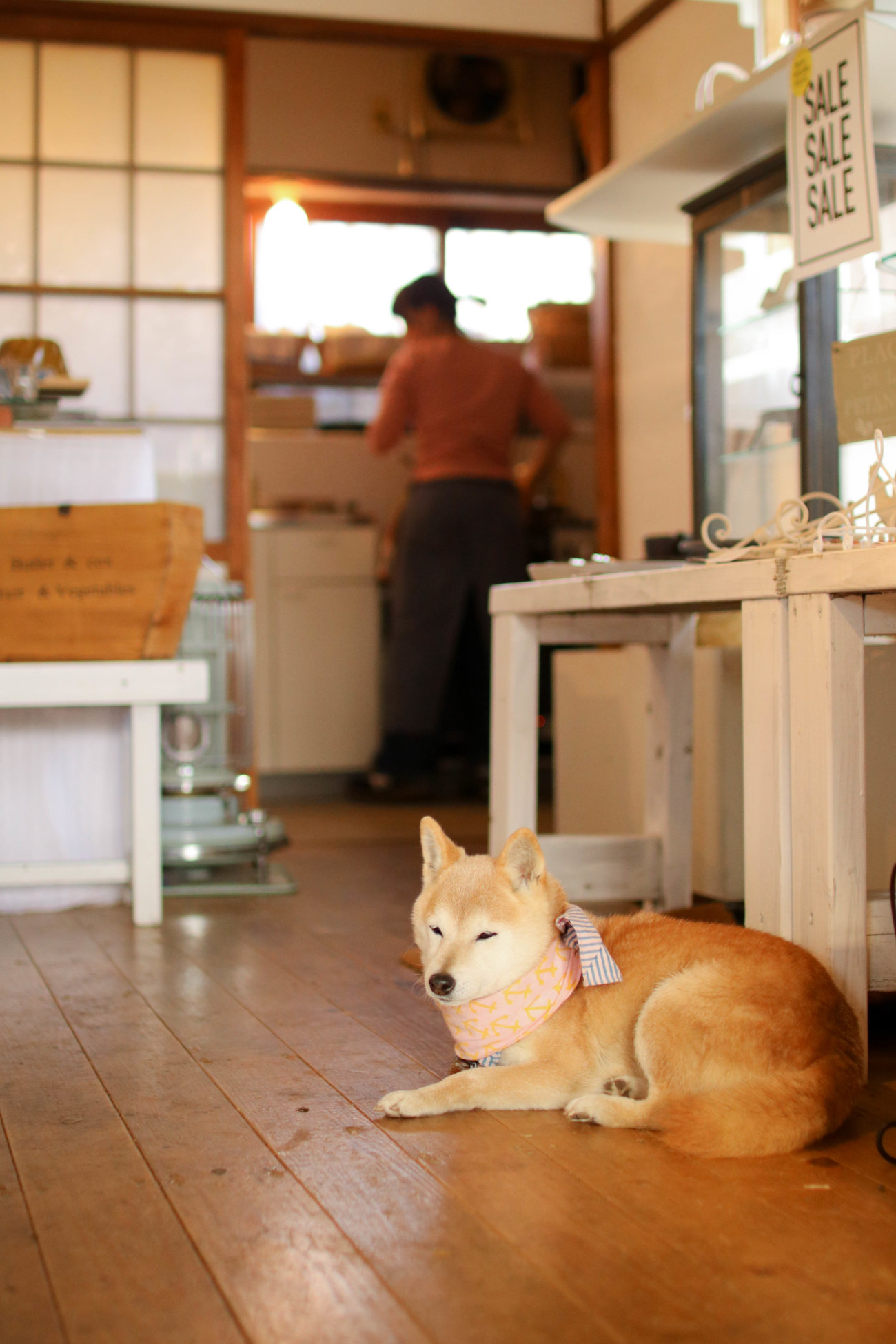 柴犬,カフェ,大磯,ルッコラ
