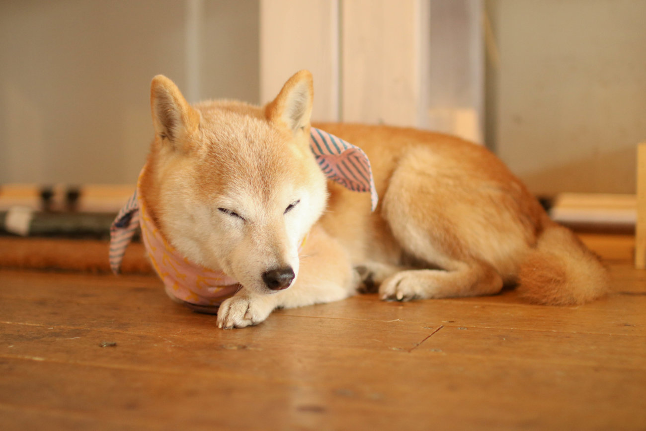 柴犬,カフェ,大磯,ルッコラ