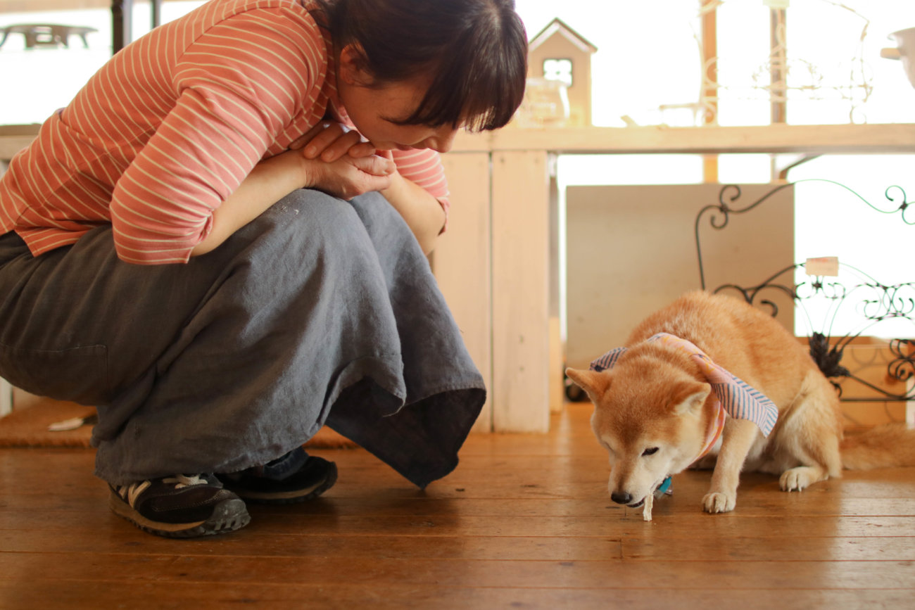 柴犬,カフェ,大磯,ルッコラ