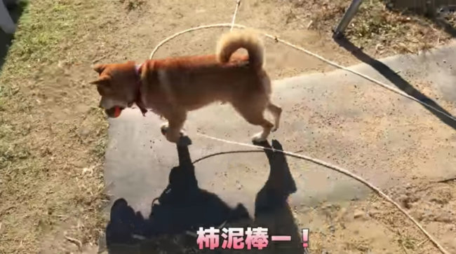 柴犬,YouTube