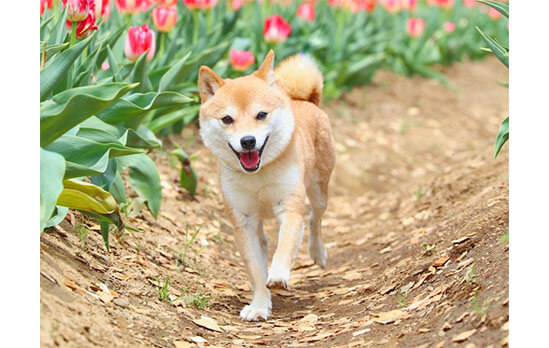 柴犬,テケテケ歩き