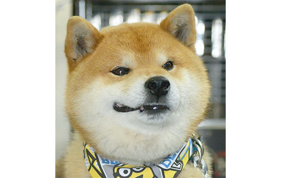 柴犬,ハッシュタグバトン