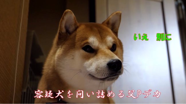 柴犬,YouTube