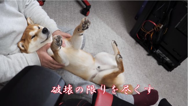 柴犬,YouTube