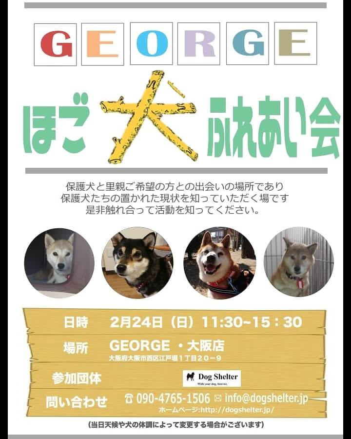柴犬,里親保護犬,譲渡会