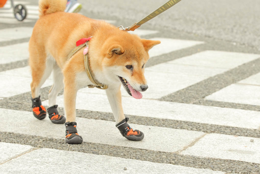 柴犬,靴
