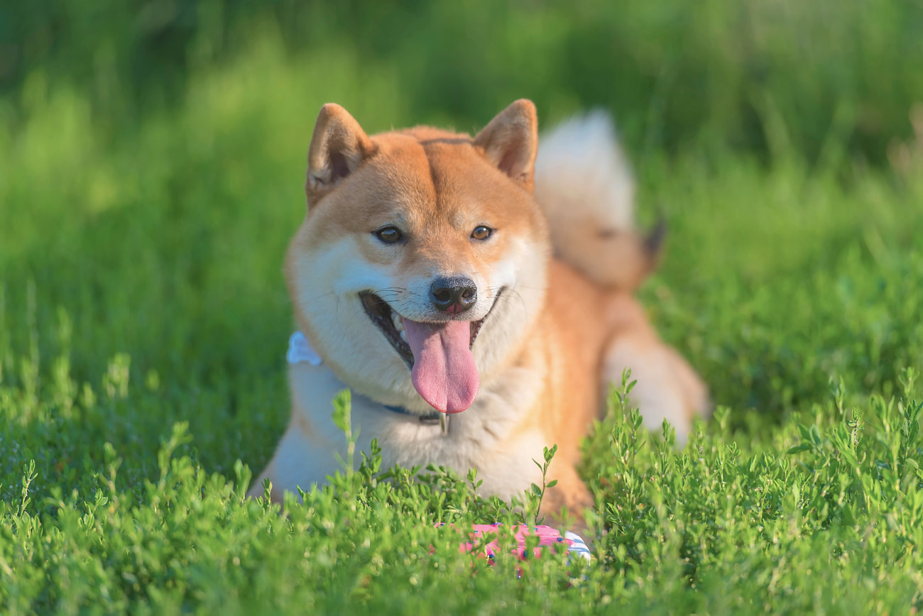 柴犬,里親保護犬,譲渡会