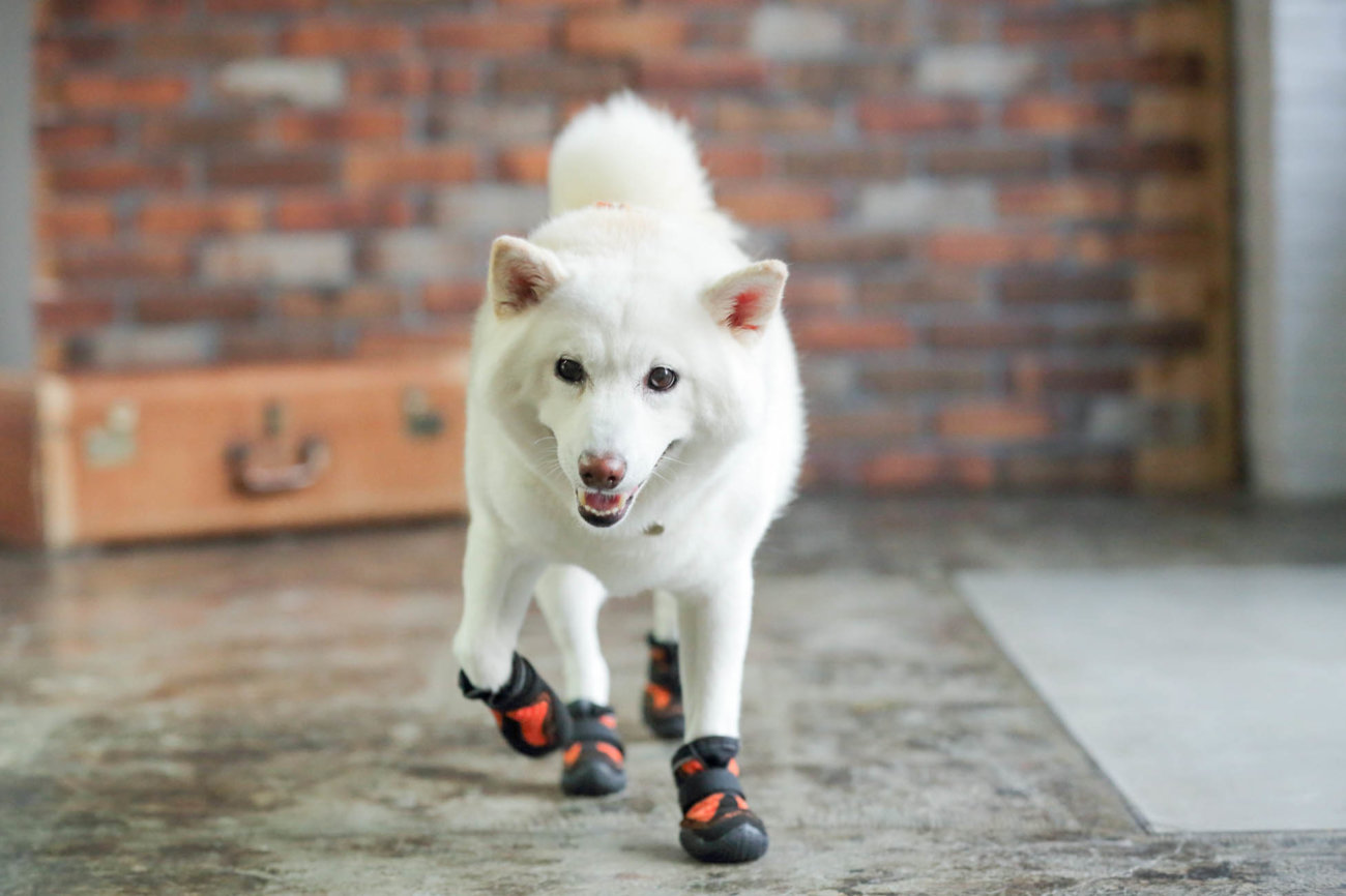柴犬,靴