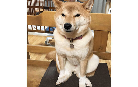 手のひら柴犬 おすわり 楽天市場】【公式】手のひらサイズ♪柴犬たちの