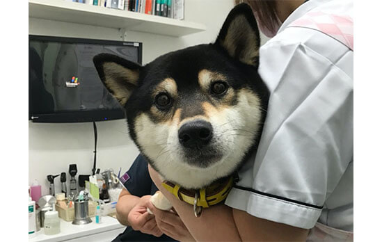 柴犬,病院