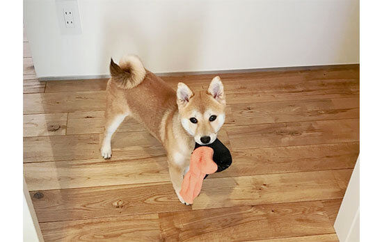 柴犬,ぬいぐるみ