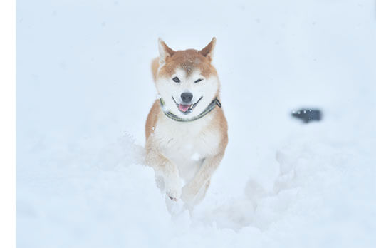 柴犬,雪遊び
