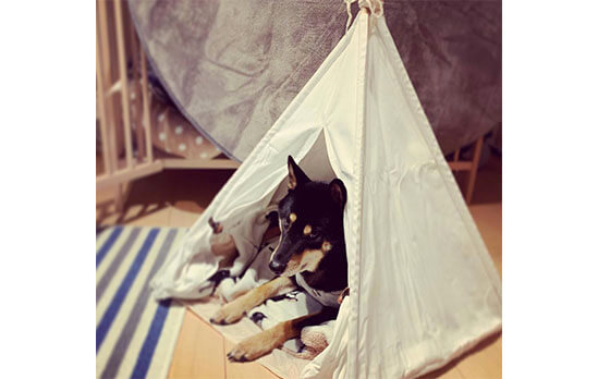 見た目もオシャレ！】柴犬もティピーテントに入る時代が来た！ | 柴犬