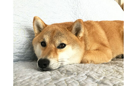 柴犬,グッズ