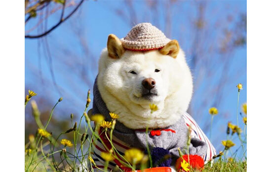 どうしても否めない柴犬たちの「くま感」について。 | 柴犬ライフ