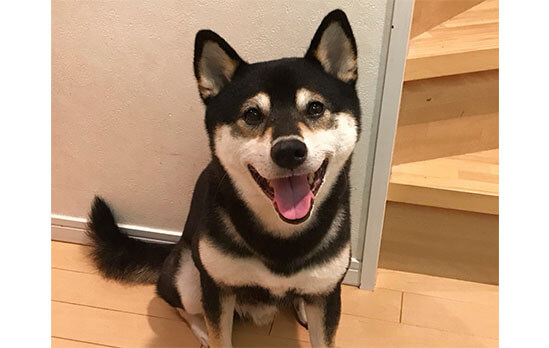 柴犬,ドッグハウス