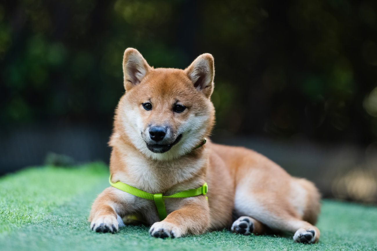 柴犬,里親保護犬,譲渡会