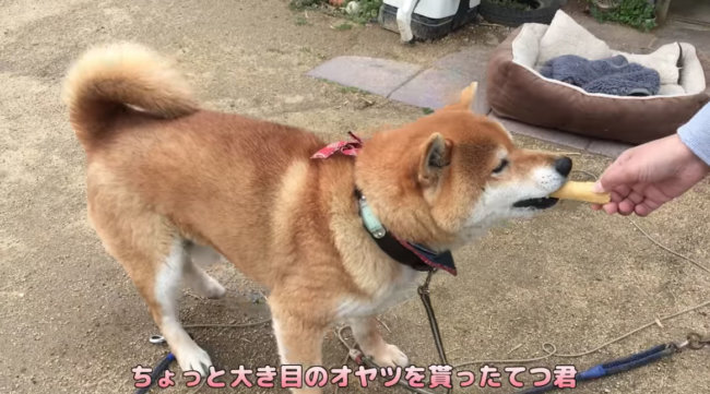 柴犬,YouTube