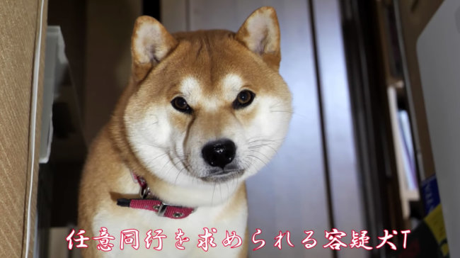 柴犬,YouTube