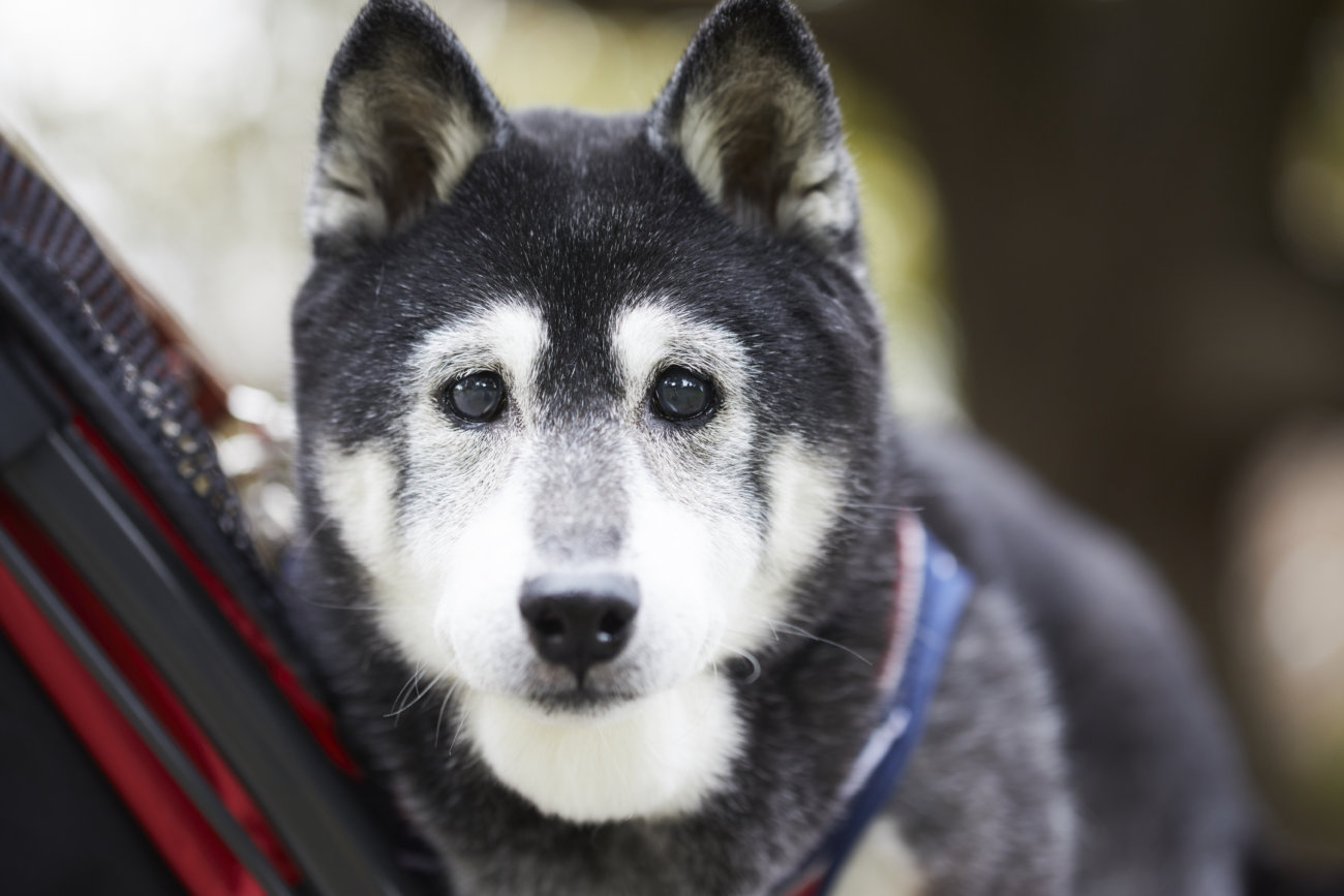 柴犬ライフ雑誌