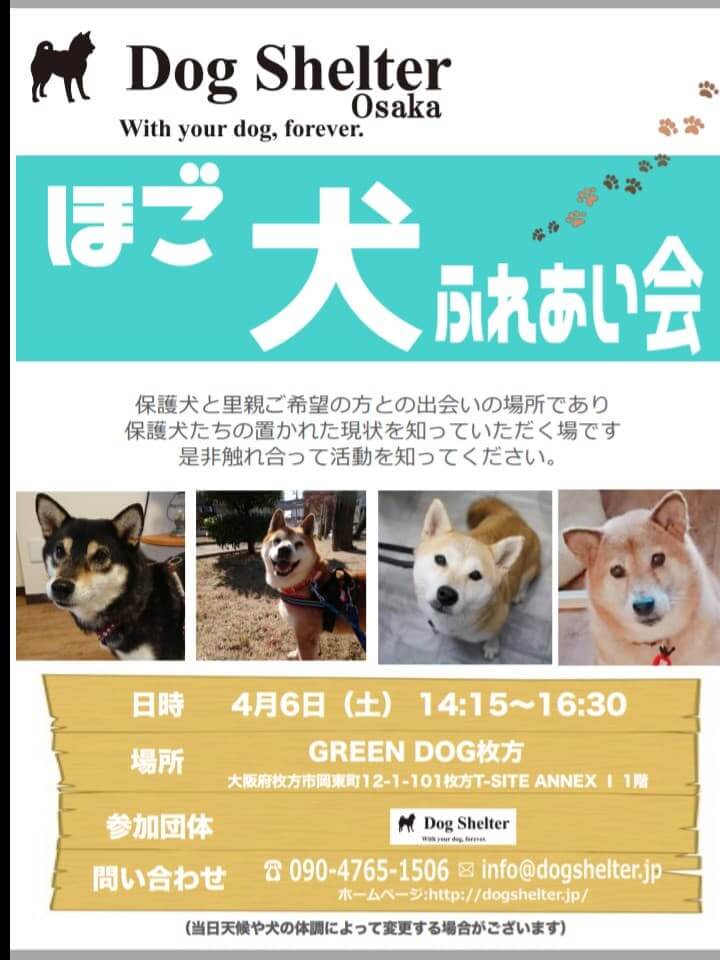 柴犬,保護犬