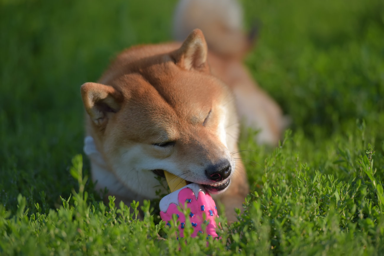 柴犬,ペットオーナー検定