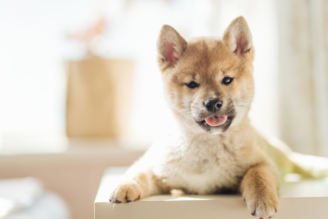 柴犬,ペットオーナー検定