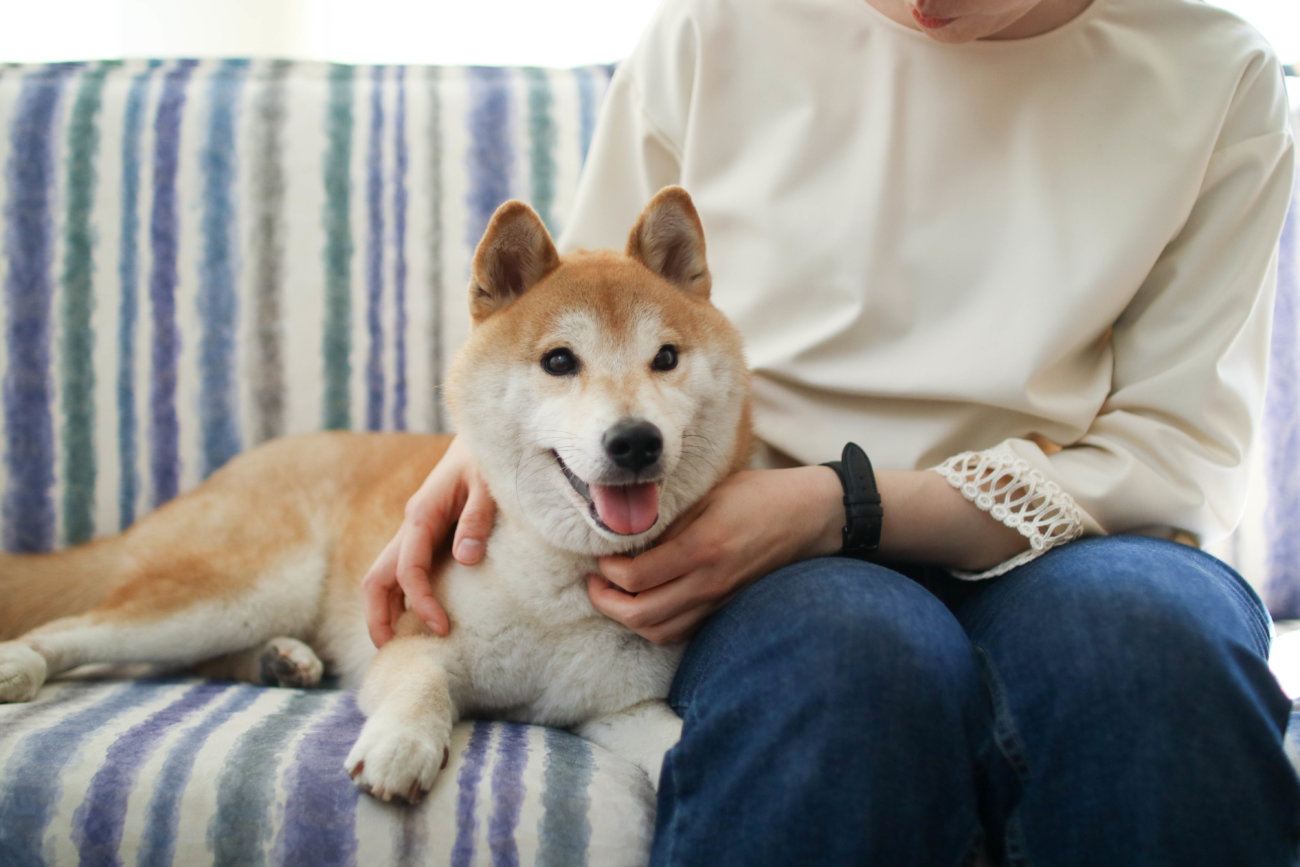 柴犬のここが好き