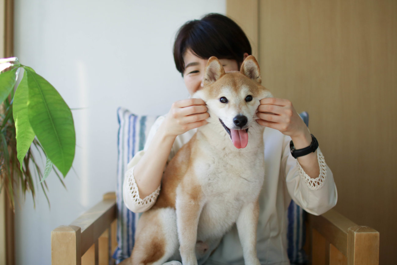 柴犬のここが好き