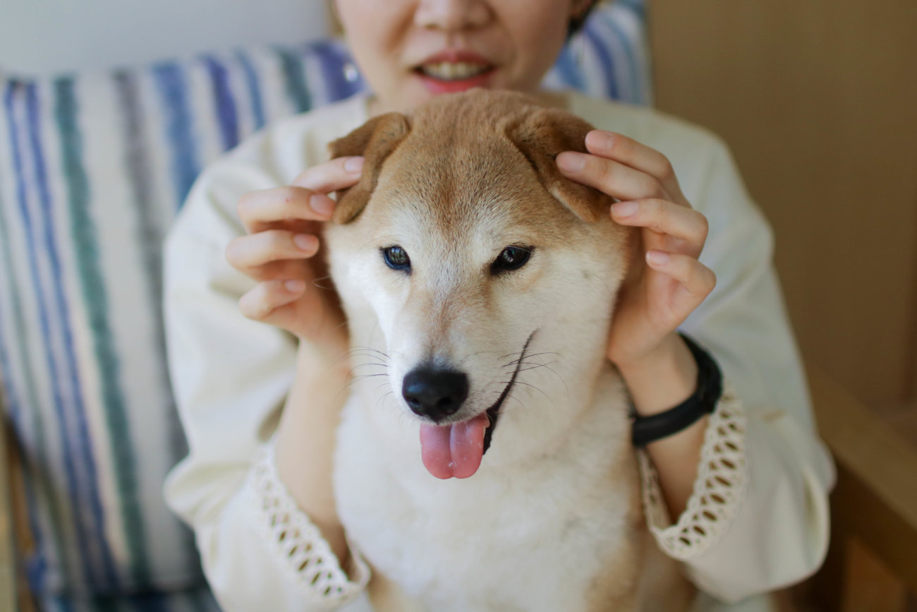 柴犬のここが好き