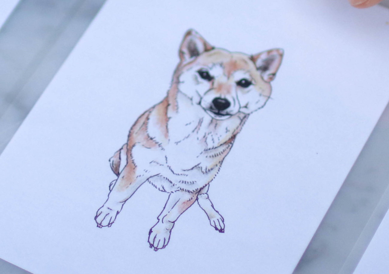 柴犬のここが好き