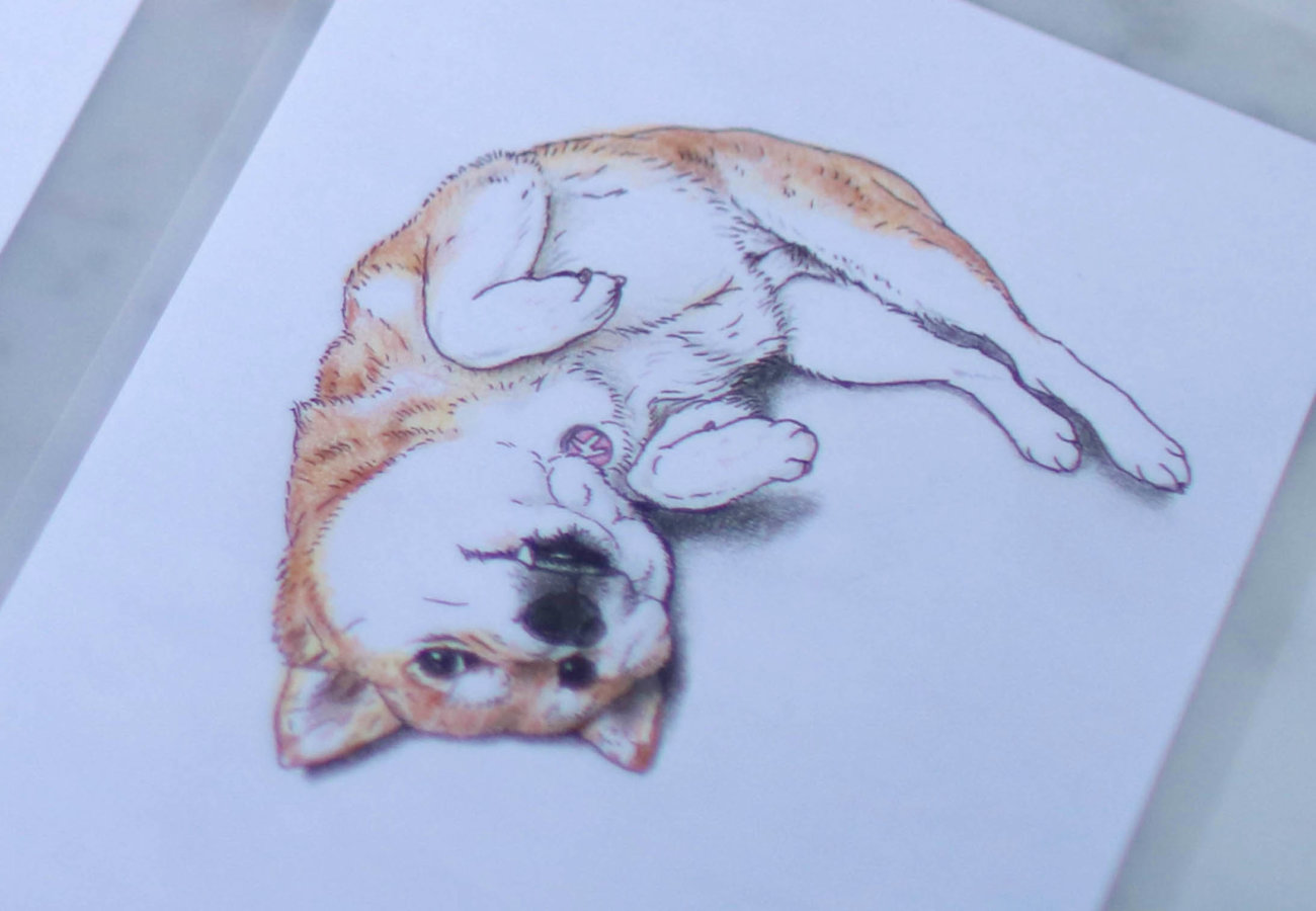 柴犬のここが好き