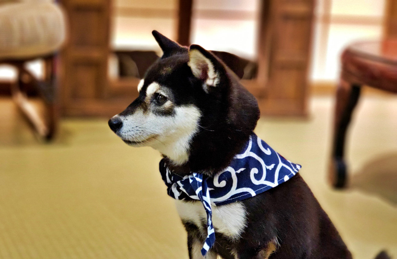 柴犬,ペットオーナー検定