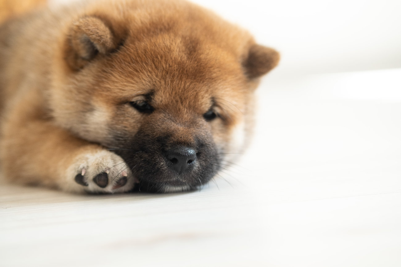 柴犬,ペットオーナー検定