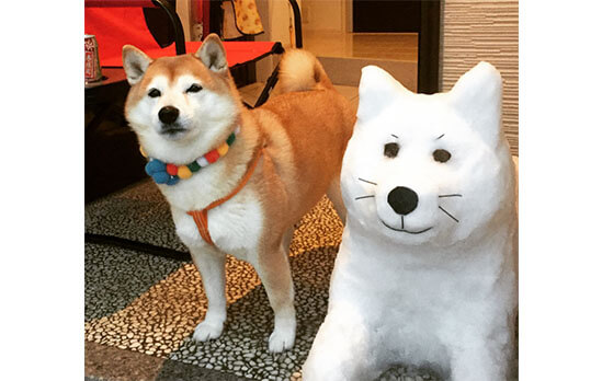 レジンヘアゴム♡雪だるまさんもしも〜し！柴犬君 そろそろお別れの