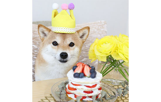 柴犬,バースデー