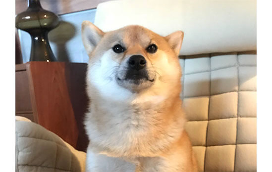 柴犬,エクササイズ