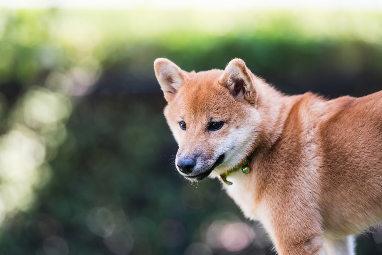 柴犬,ペットオーナー検定