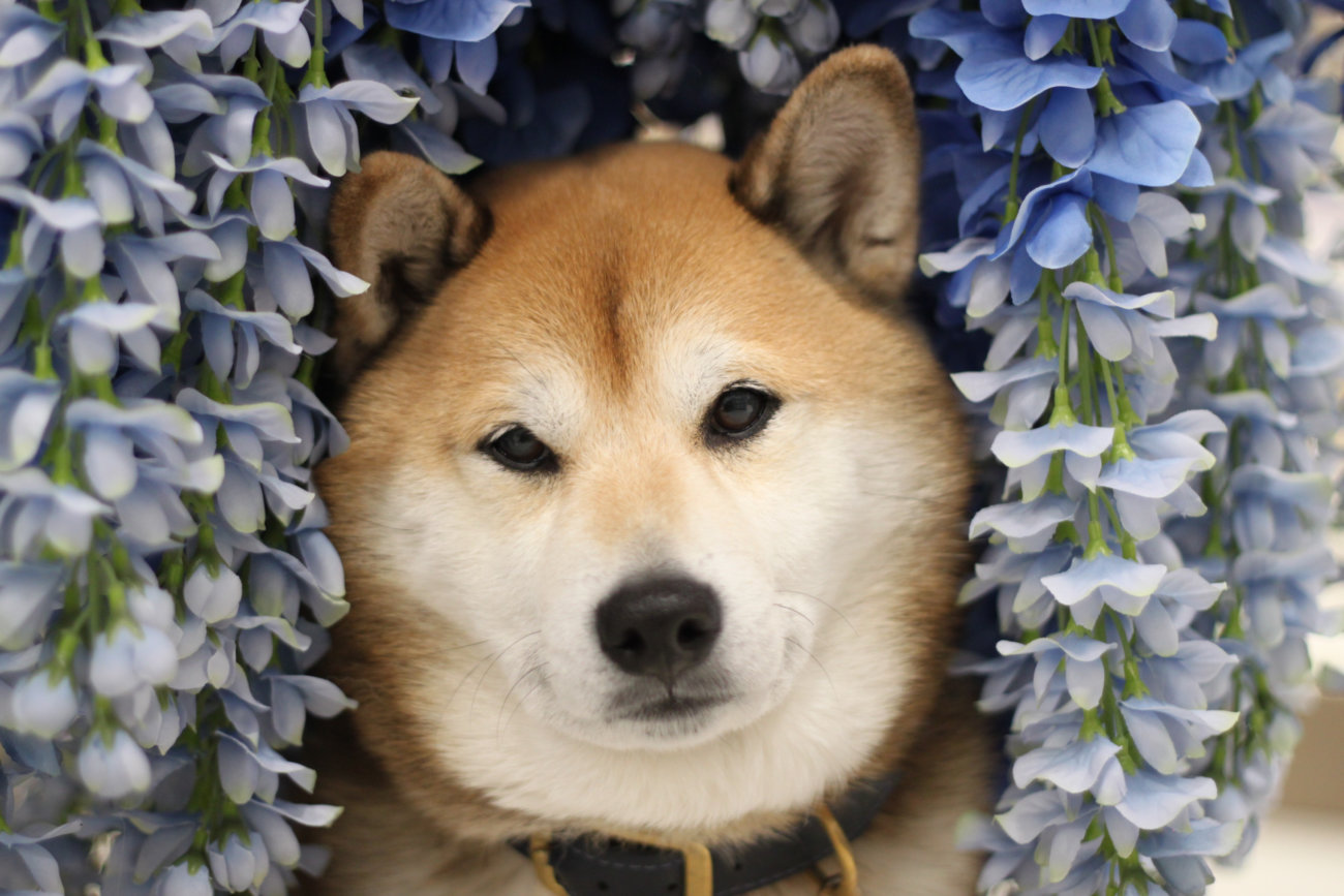 柴犬,ペットオーナー検定